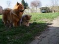 rudel (30)